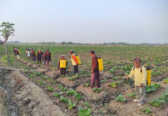 Pelatih pertanian memberikan workshop teknik budidaya di desa Jogja